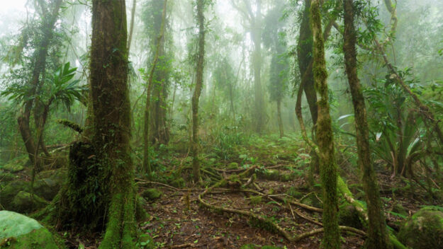 Carbon Negative Alliance