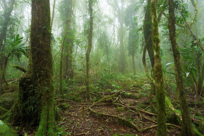 Carbon Negative Alliance